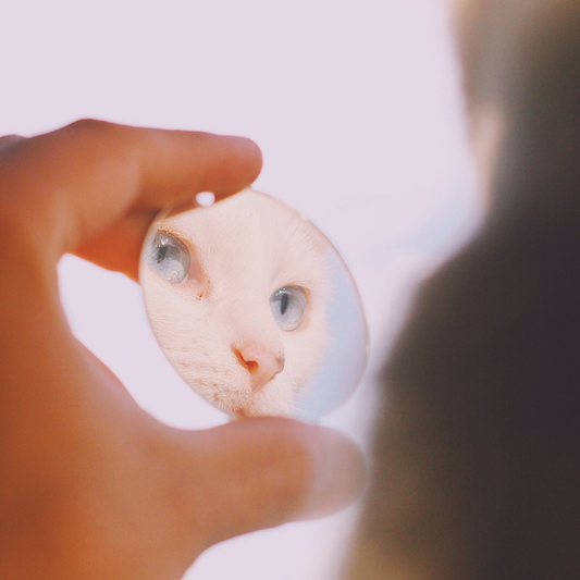 Pourquoi regarder sa vulve régulièrement ?  